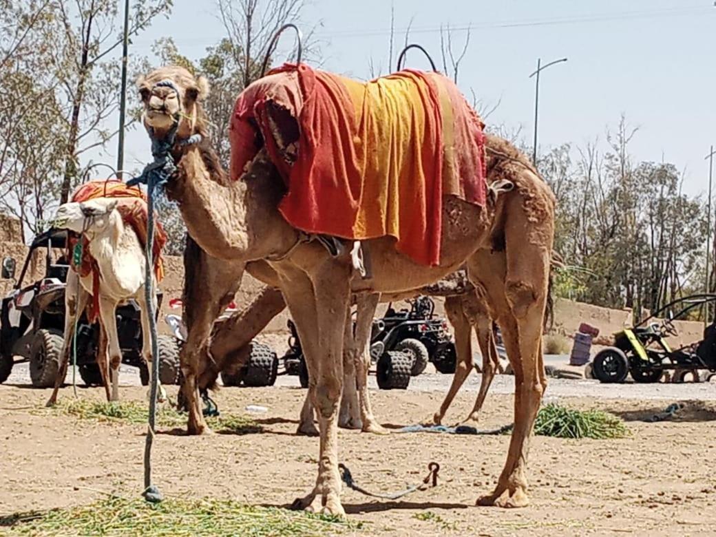 Отель Quad Marrakech Марракеш Экстерьер фото